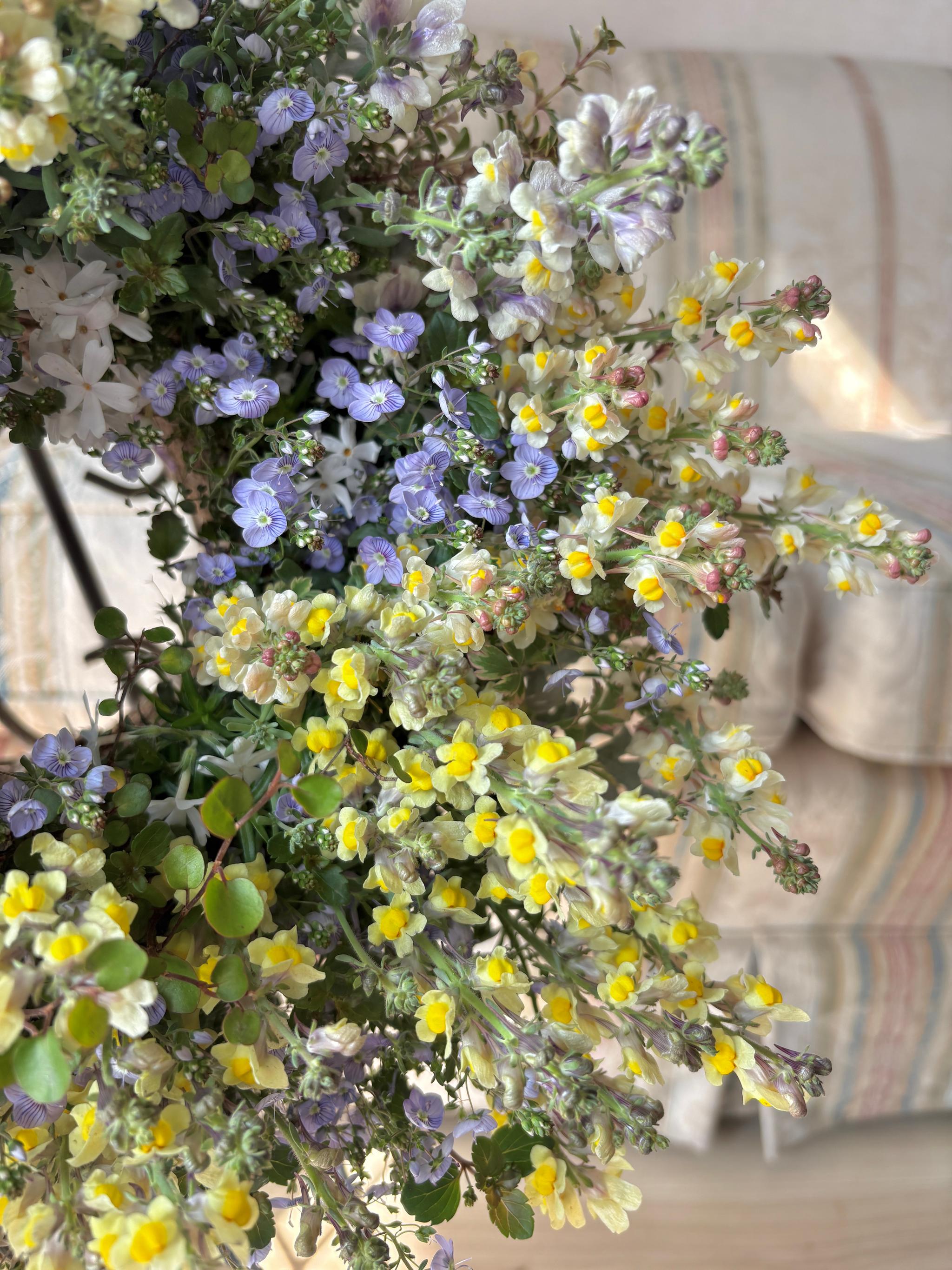 魅惑の花色 リナリアの寄せ植えリース ☆*:.幸せのwreath  「 マダムマルシアの秘密の花園 」 ｡:*☆   　 | 5枚目
