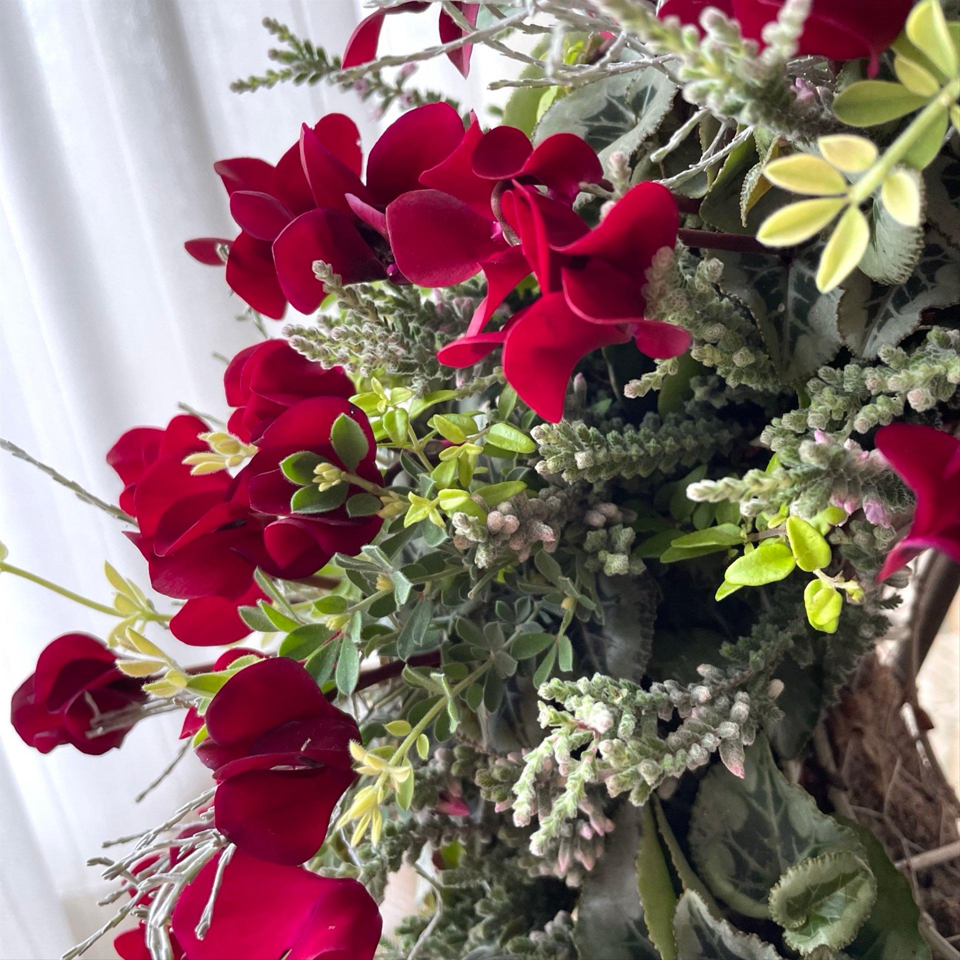 深紅のガーデンシクラメンの寄せ植えリース☆*:.｡.幸せのwreath  「赤いドレスの小さな淑女」.｡.:*☆ | 4枚目